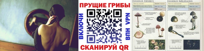 Галлюциногенные грибы прущие грибы  Злынка 